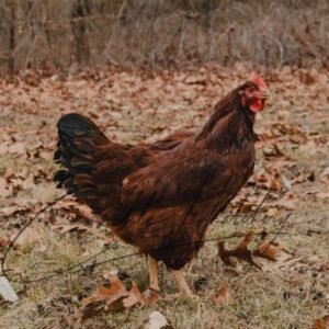 Red Sex Link Started Pullet